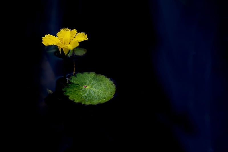 Lotus Position for Deep Breathing